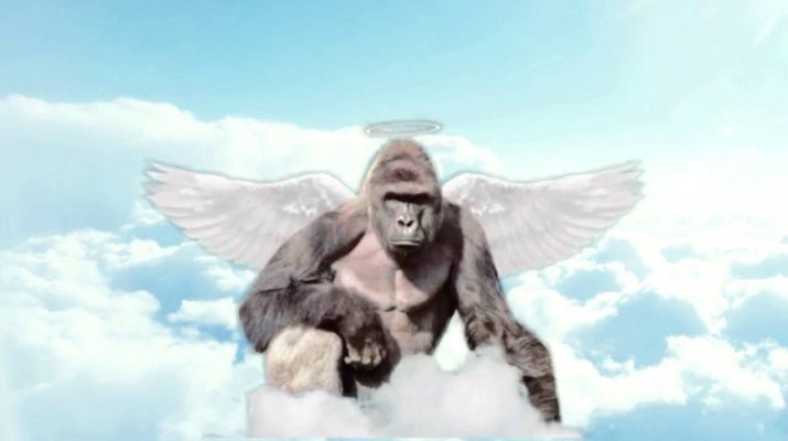 Harambe